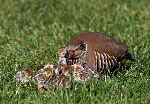 Redleg Partridge with Chicks  DM0570
